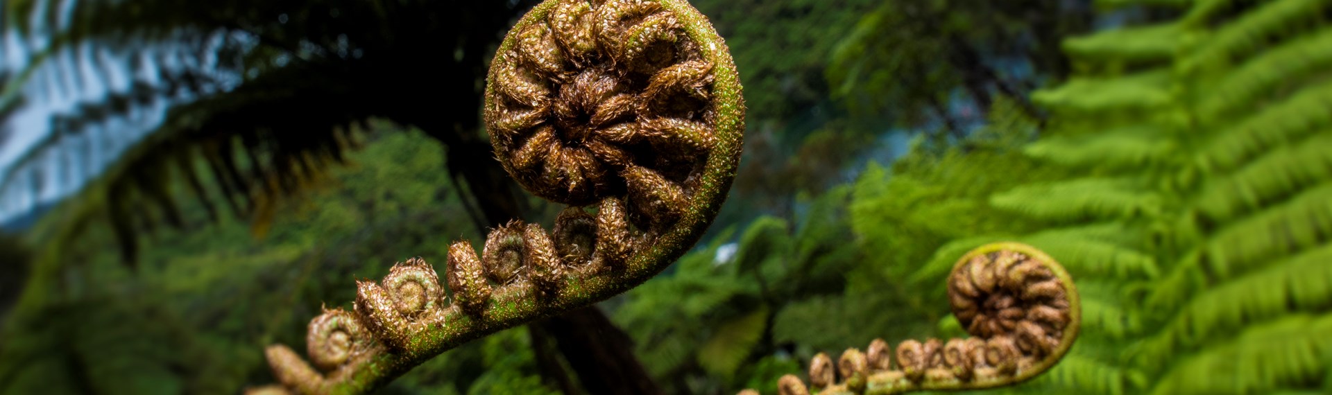 You can find native Punga ferns and their koru in the surrounding forest throughout Punga Cove in the Marlborough Sounds in New Zealand's top of the South Island