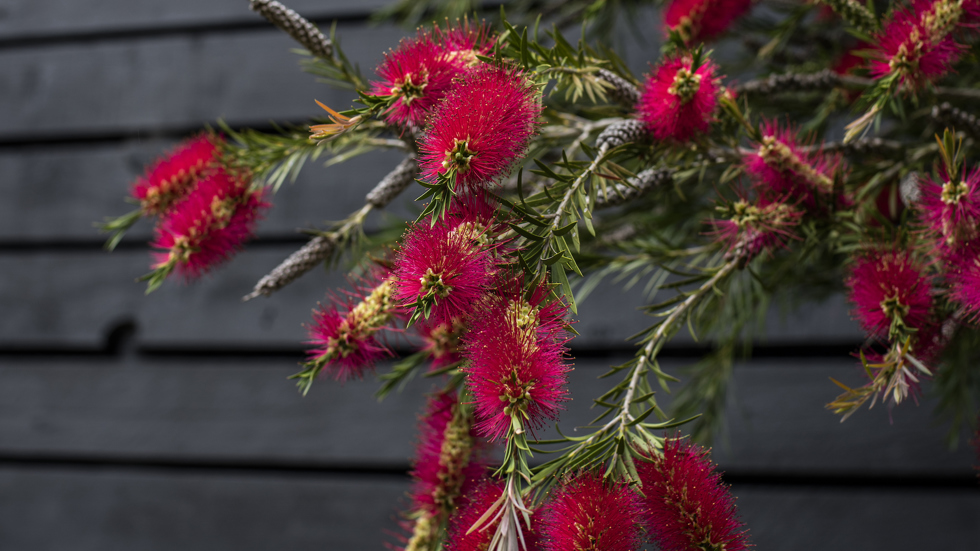 Pōhutukawa are a vibrant red flower that can be found around the Punga Cove property in the Marlborough Sounds in New Zealand's top of the South Island