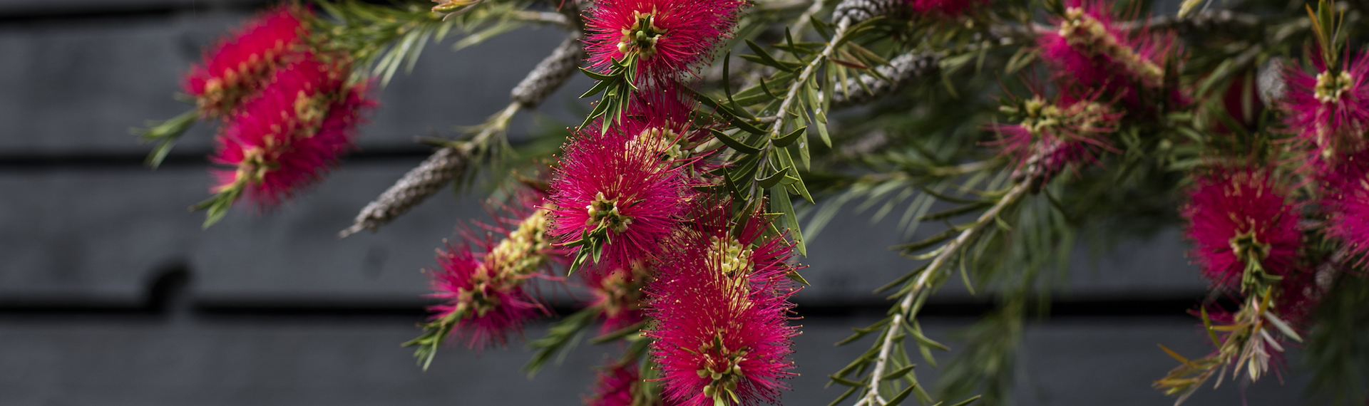 Pōhutukawa are a vibrant red flower that can be found around the Punga Cove property in the Marlborough Sounds in New Zealand's top of the South Island