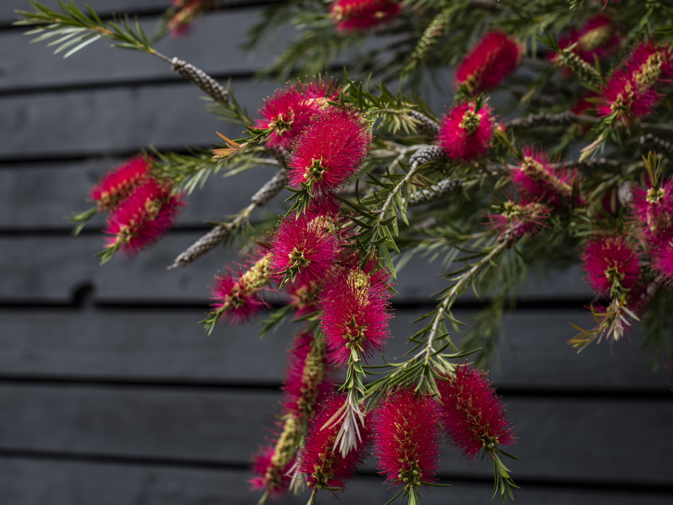 Pōhutukawa are a vibrant red flower that can be found around the Punga Cove property in the Marlborough Sounds in New Zealand's top of the South Island