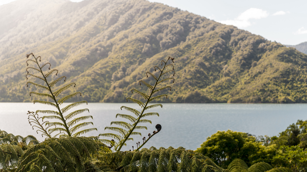 Beautiful native bush is found along the coastline of the Marlborough Sounds and throughout Punga Cove in New Zealand's top of the South Island