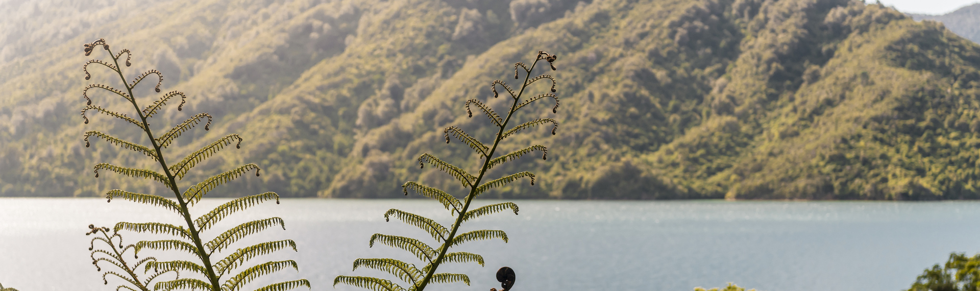 Beautiful native bush is found along the coastline of the Marlborough Sounds and throughout Punga Cove in New Zealand's top of the South Island