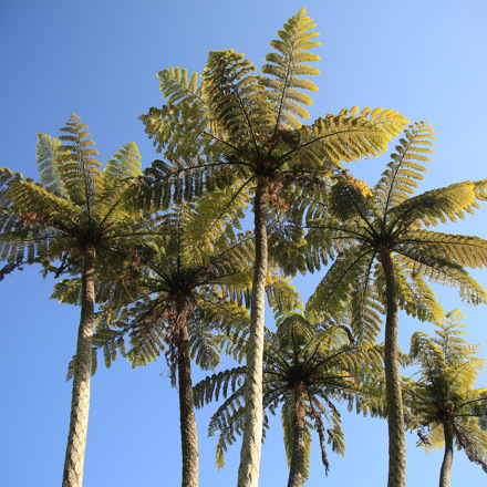 Silhouette of the top of a group of ponga trees waters edge in the Marlborough Sounds, at the top of New Zealand's South Island.