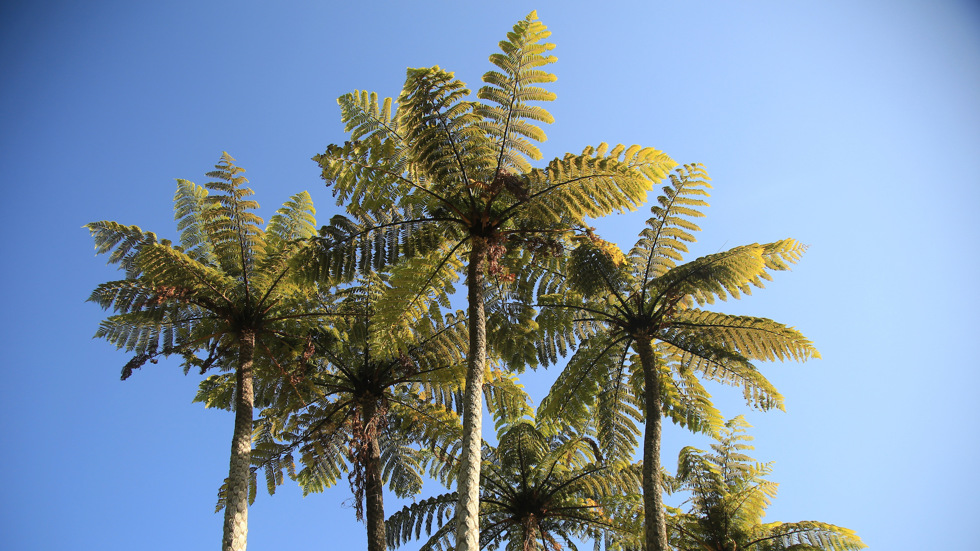 Silhouette of the top of a group of ponga trees waters edge in the Marlborough Sounds, at the top of New Zealand's South Island.