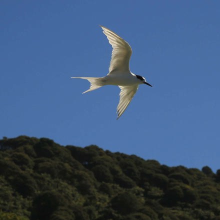 Spot birds and other wildlife flying around Punga Cove in the Marlborough Sounds in New Zealand's top of the South Island