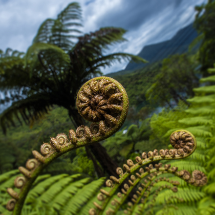 You can find native Punga ferns and their koru in the surrounding forest throughout Punga Cove in the Marlborough Sounds in New Zealand's top of the South Island