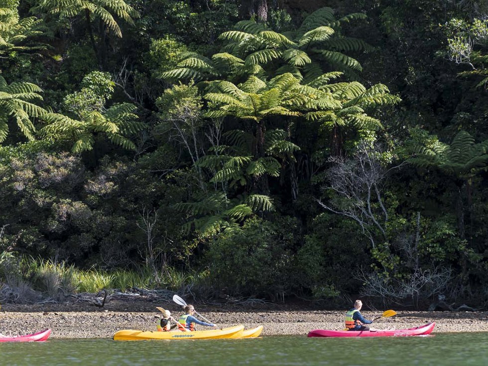 A family of four paddle around the shoreline at Punga Cove in the Marlborough Sounds in New Zealand's top of the South Island