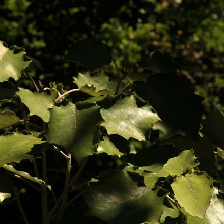 The surrounding lush forest in the Punga Cove area is home to many native plants like Kawakawa in the Marlborough Sounds in New Zealand's top of the South Island