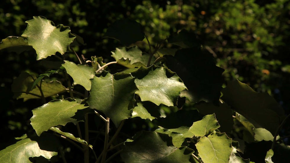 The surrounding lush forest in the Punga Cove area is home to many native plants like Kawakawa in the Marlborough Sounds in New Zealand's top of the South Island