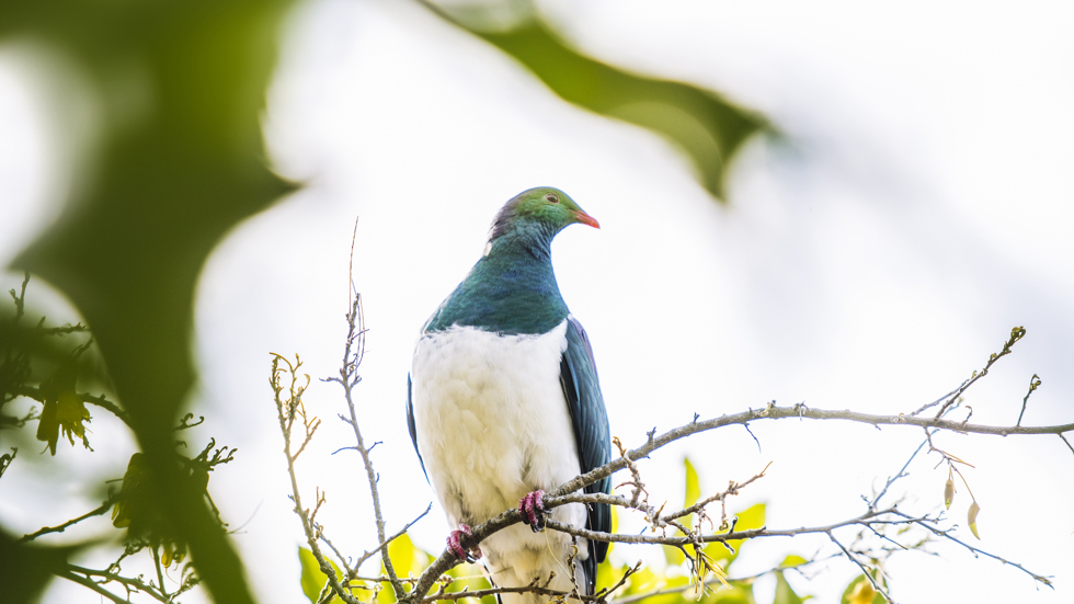  Kereru (native wood pigeons) often found frequenting the forests surrounding Punga Cove in the Marlborough Sounds in New Zealand's top of the South Island